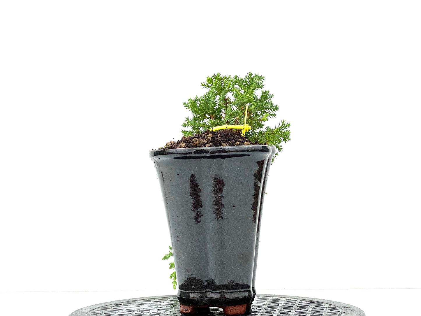 Juniperus Procumbens Nana 2959