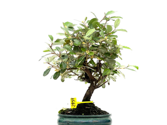 Eleagnus Pungens 2954