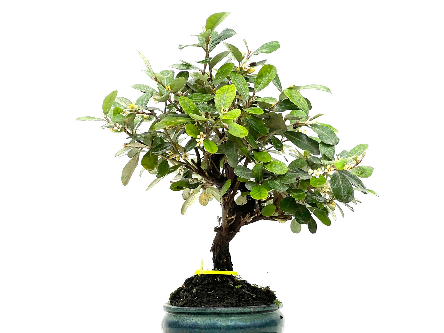 Eleagnus Pungens 2954