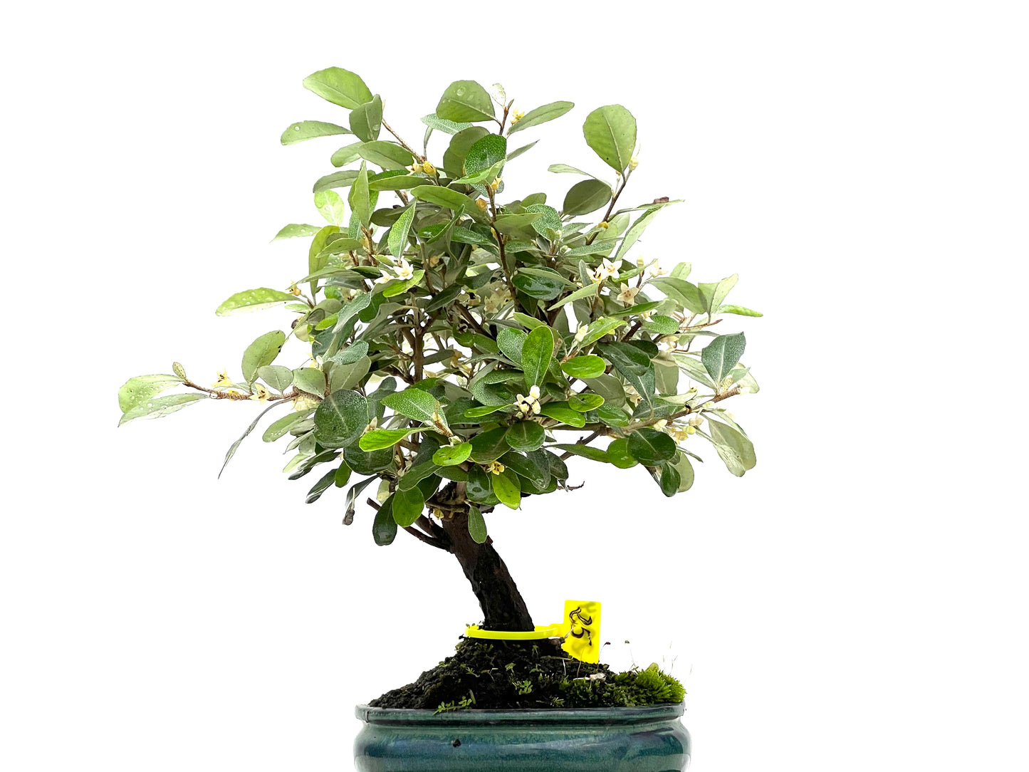 Eleagnus Pungens 2954