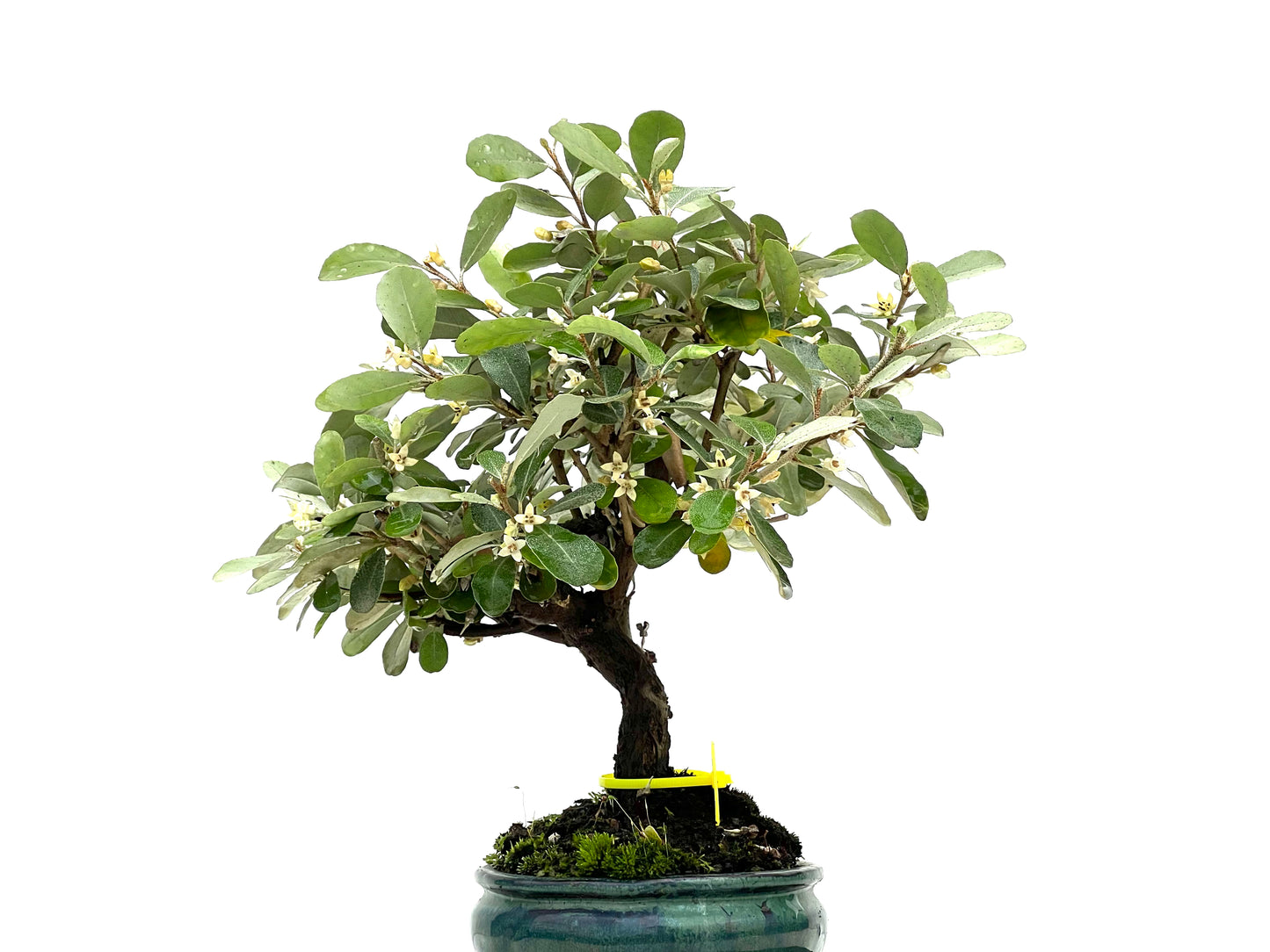 Eleagnus Pungens 2954