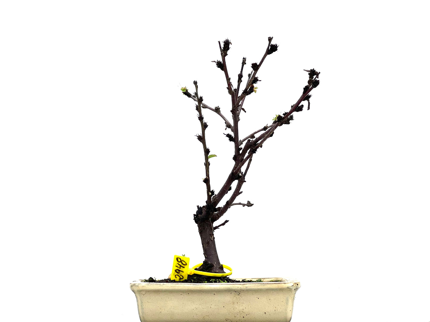 Prunus Tormentosa 2948