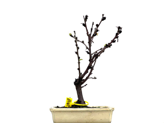 Prunus Tormentosa 2948