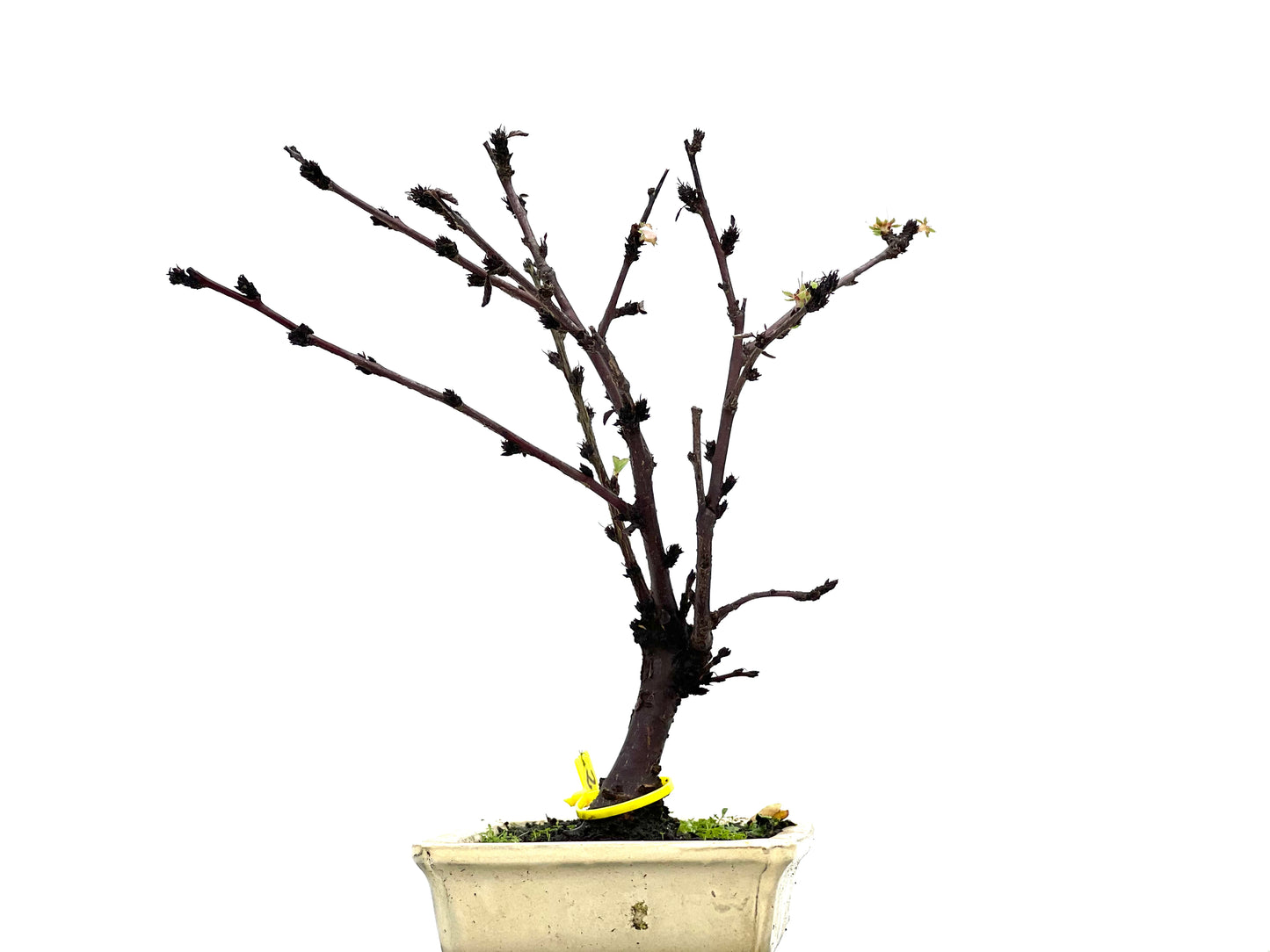 Prunus Tormentosa 2948