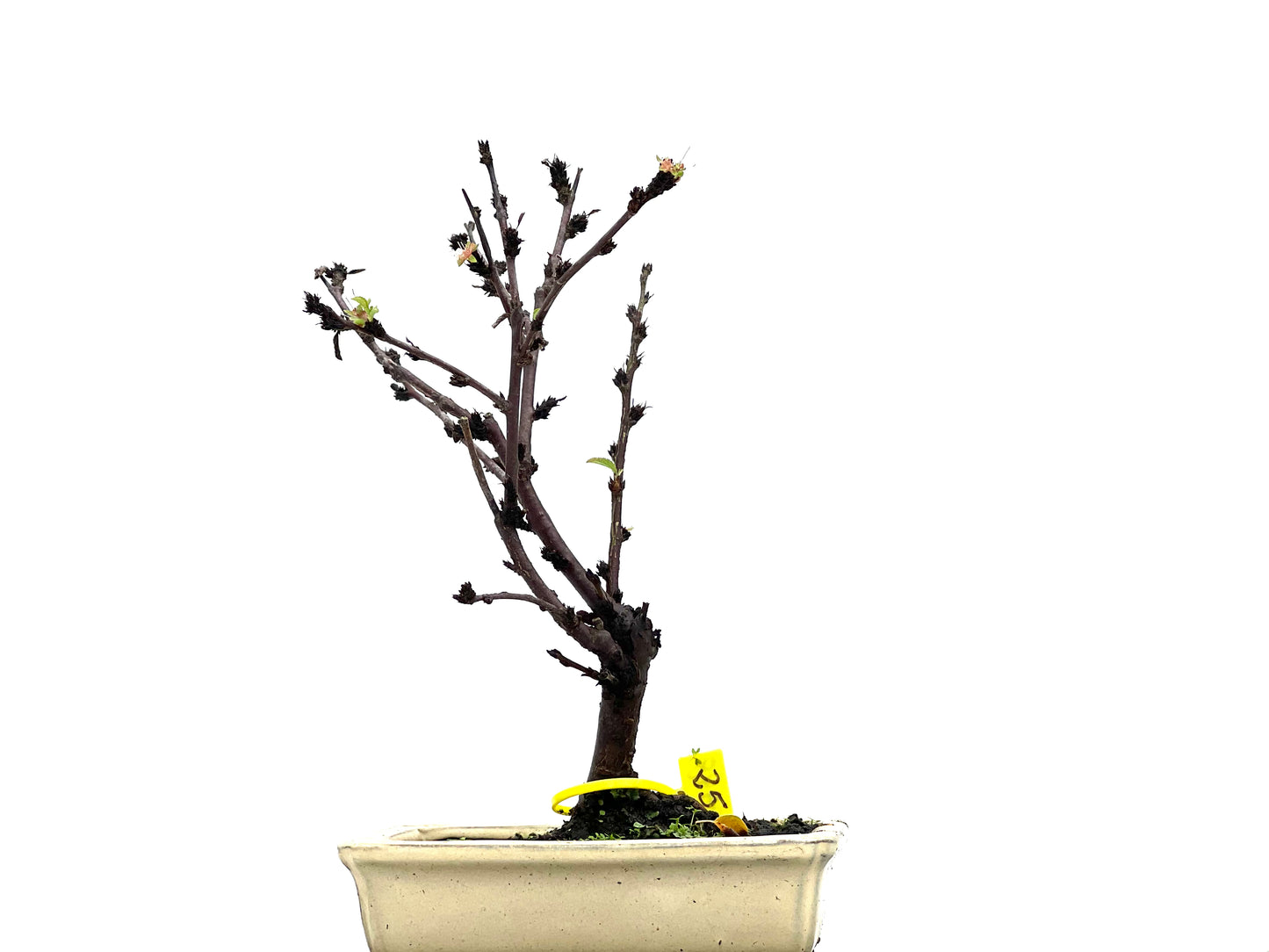 Prunus Tormentosa 2948