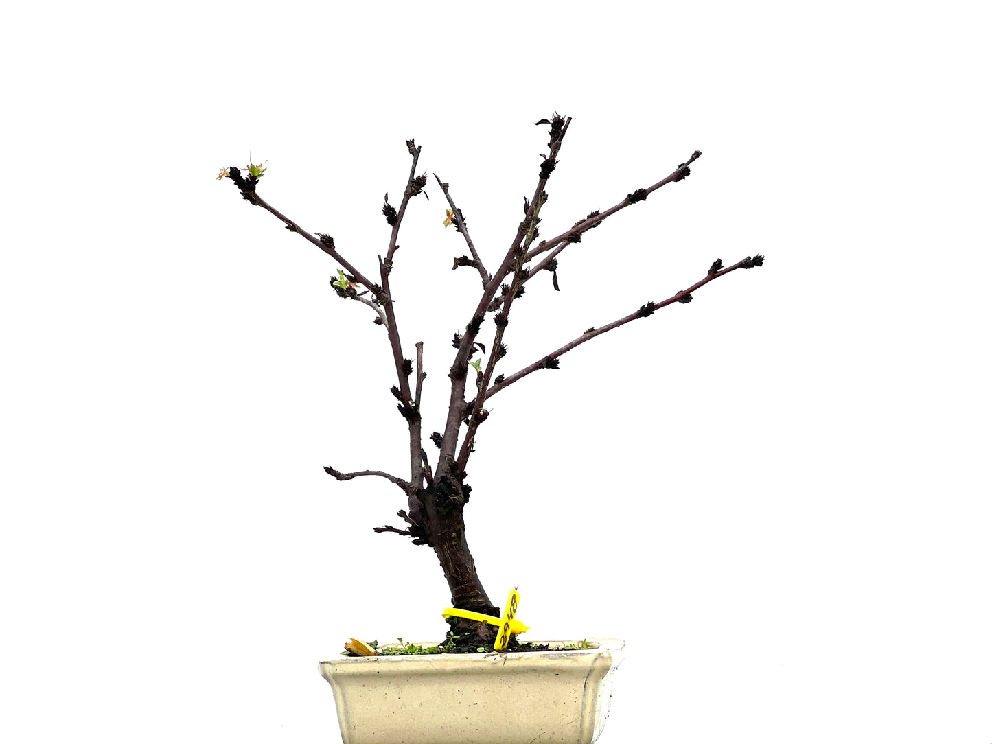 Prunus Tormentosa 2948