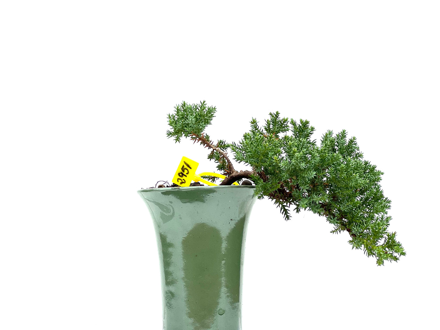 Juniperus Procumbens Nana 2951