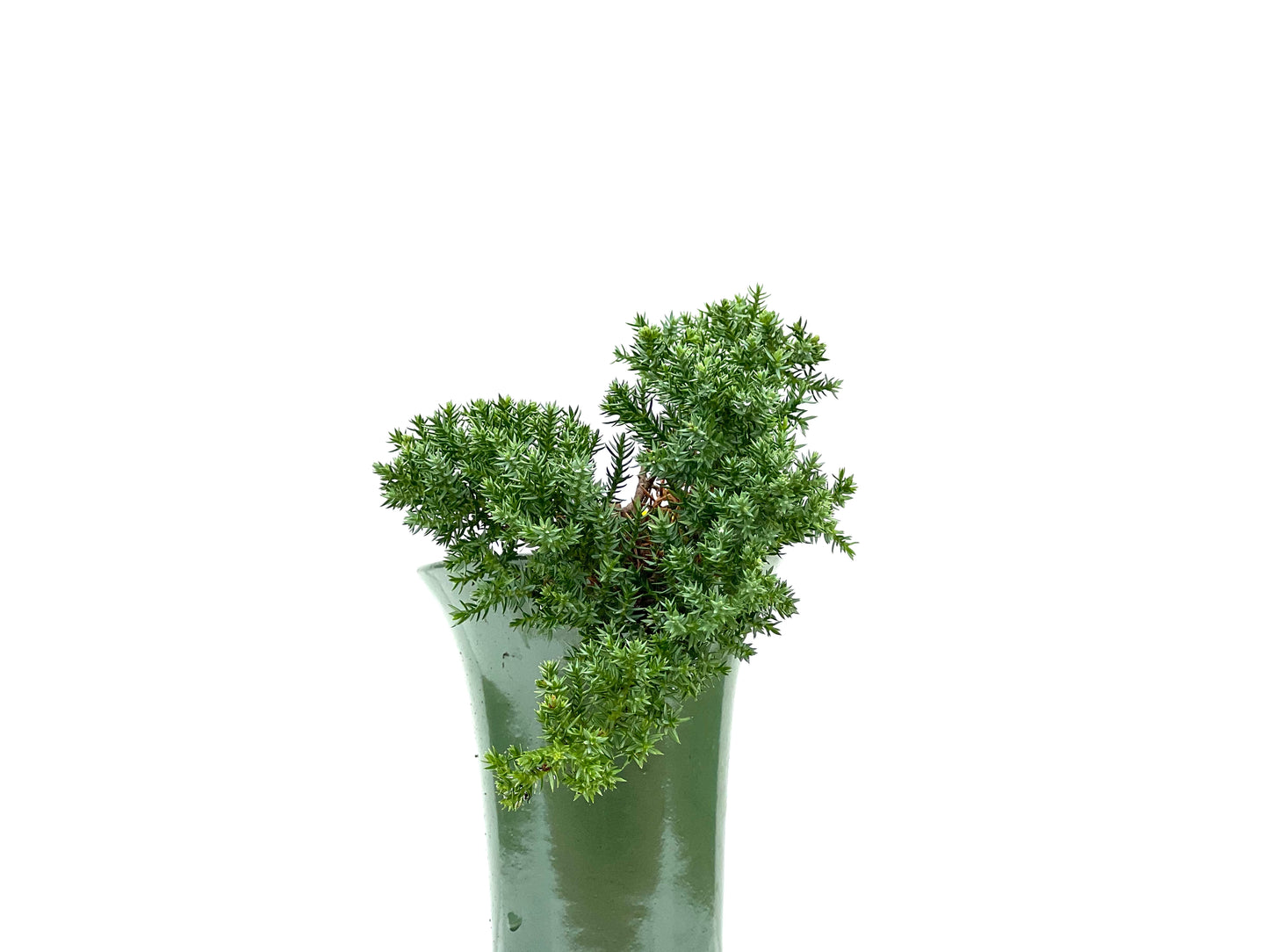 Juniperus Procumbens Nana 2951