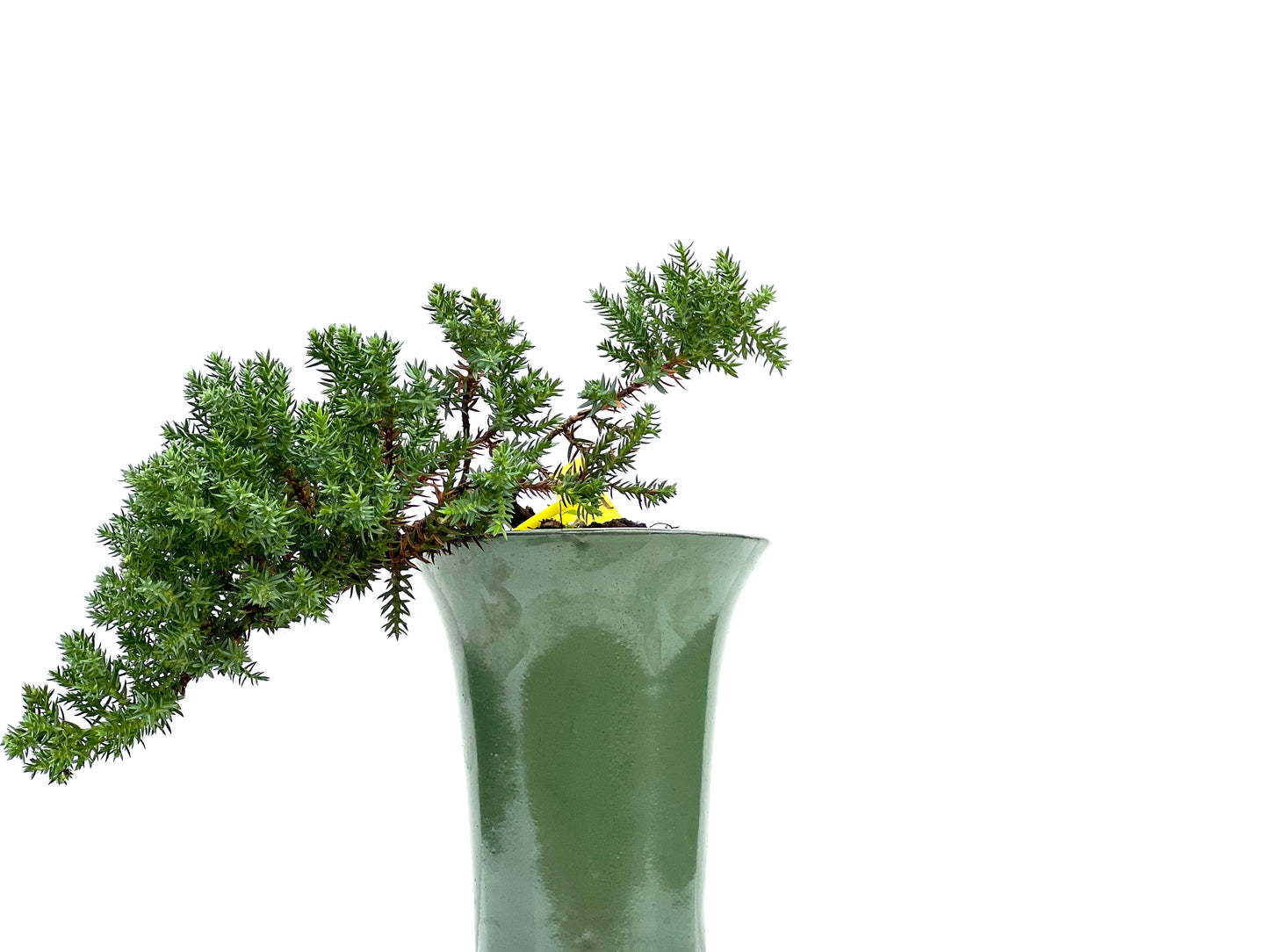 Juniperus Procumbens Nana 2951