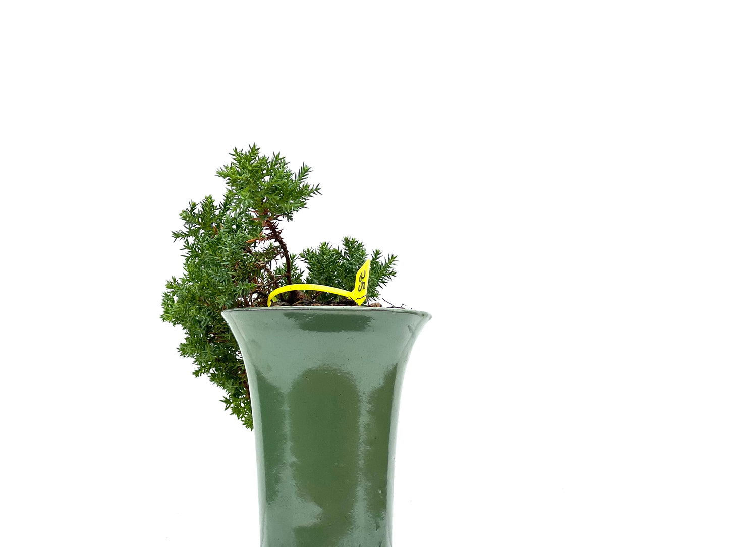 Juniperus Procumbens Nana 2951