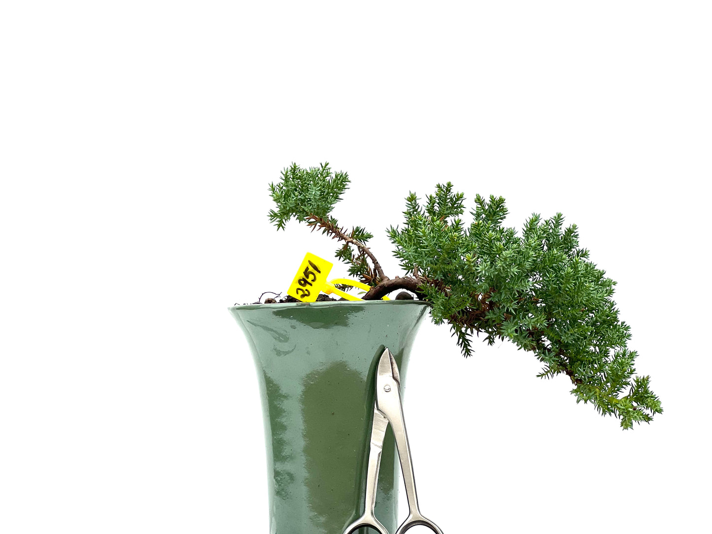 Juniperus Procumbens Nana 2951