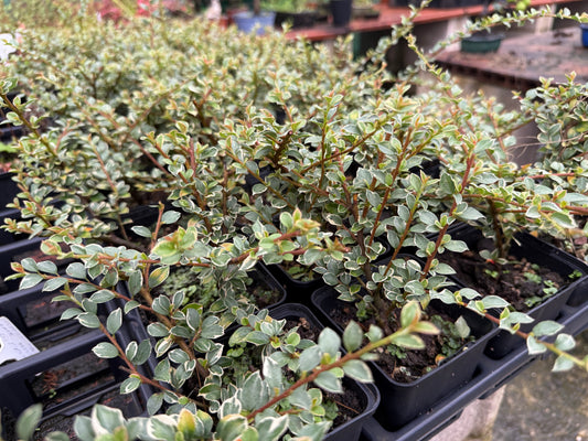 Cotoneaster Variegado