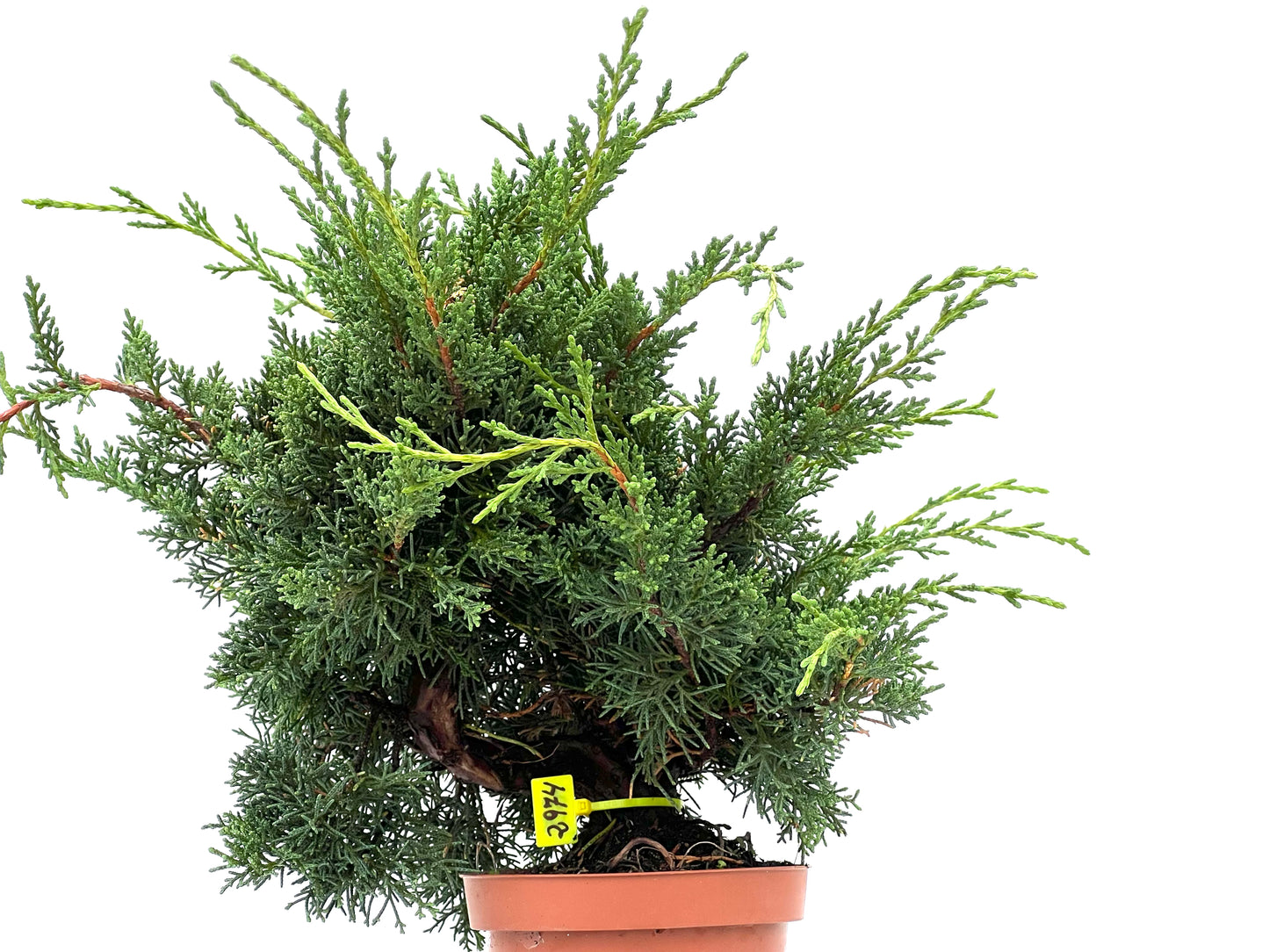 Juniperus Chinensis Kyshu 2974