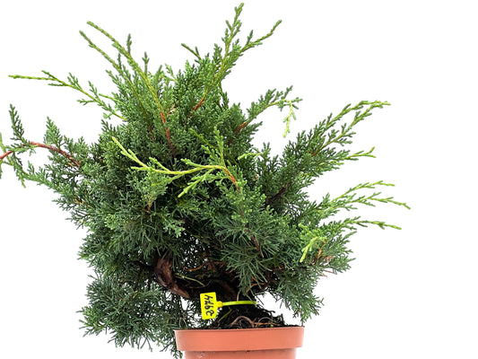 Juniperus Chinensis Kyshu 2974