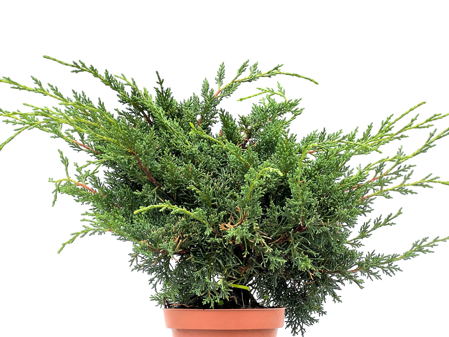 Juniperus Chinensis Kyshu 2974