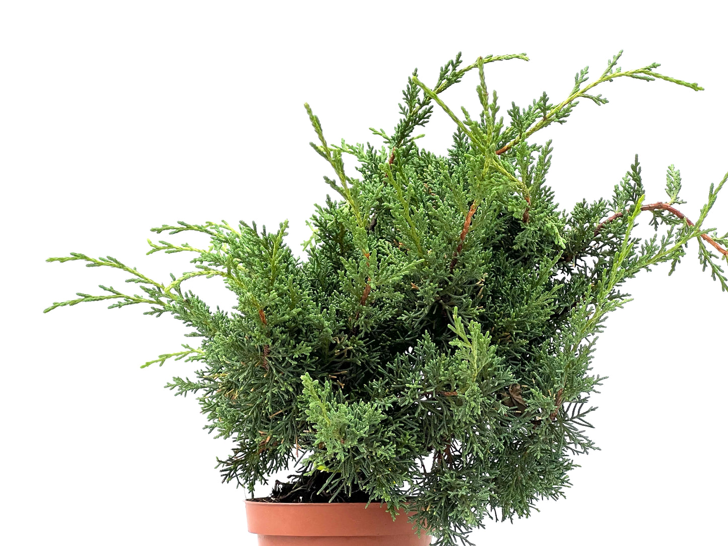 Juniperus Chinensis Kyshu 2974