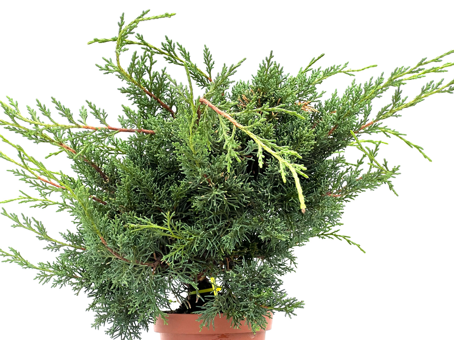 Juniperus Chinensis Kyshu 2974