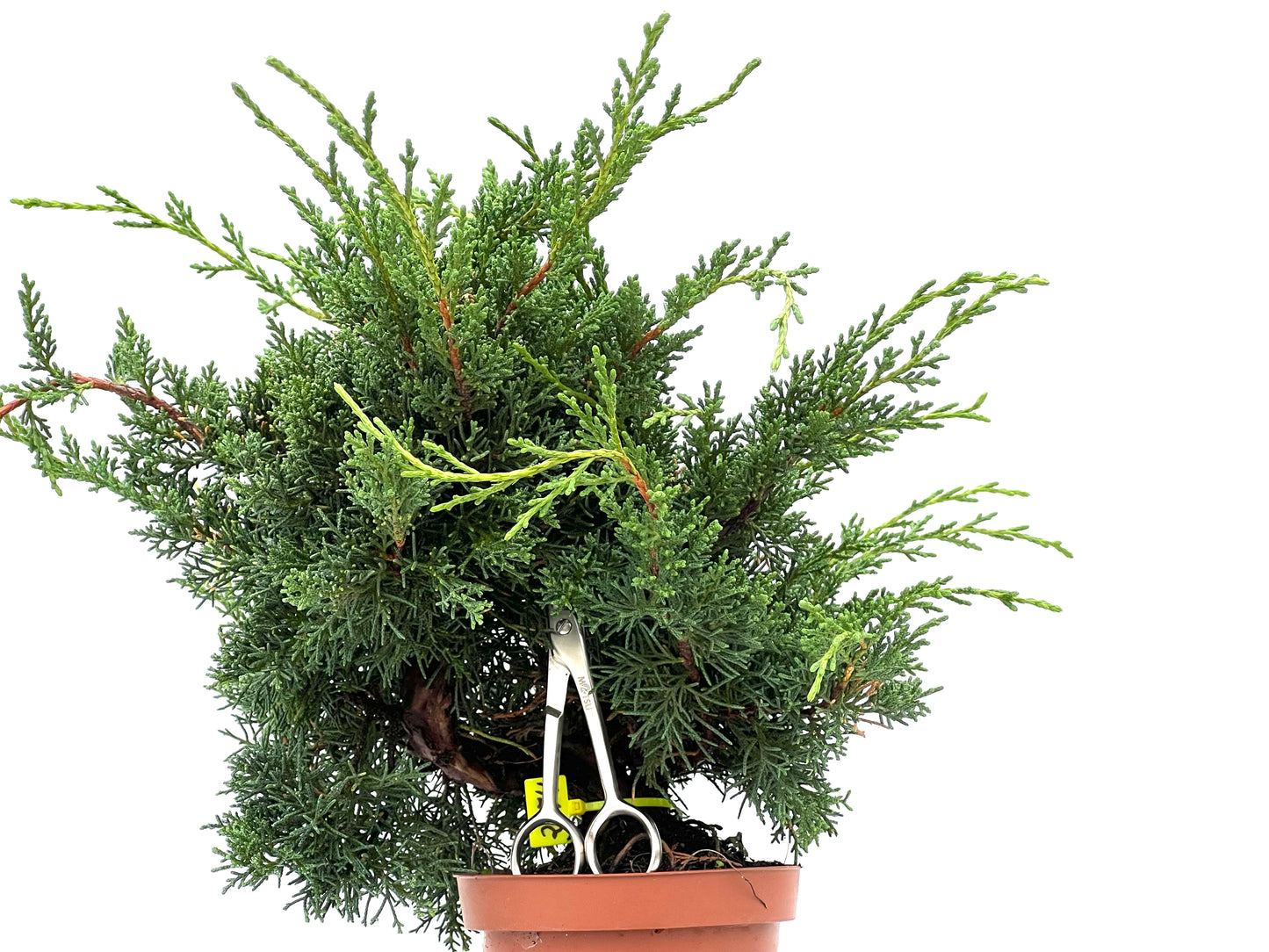 Juniperus Chinensis Kyshu 2974