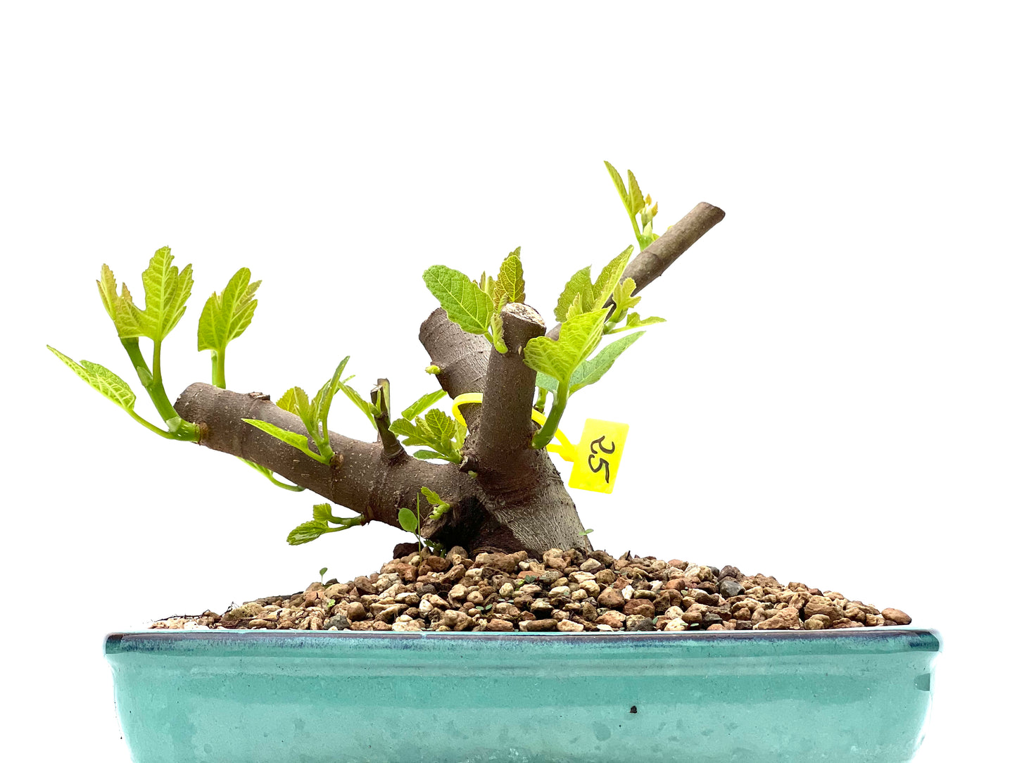 Ficus Carica 2978