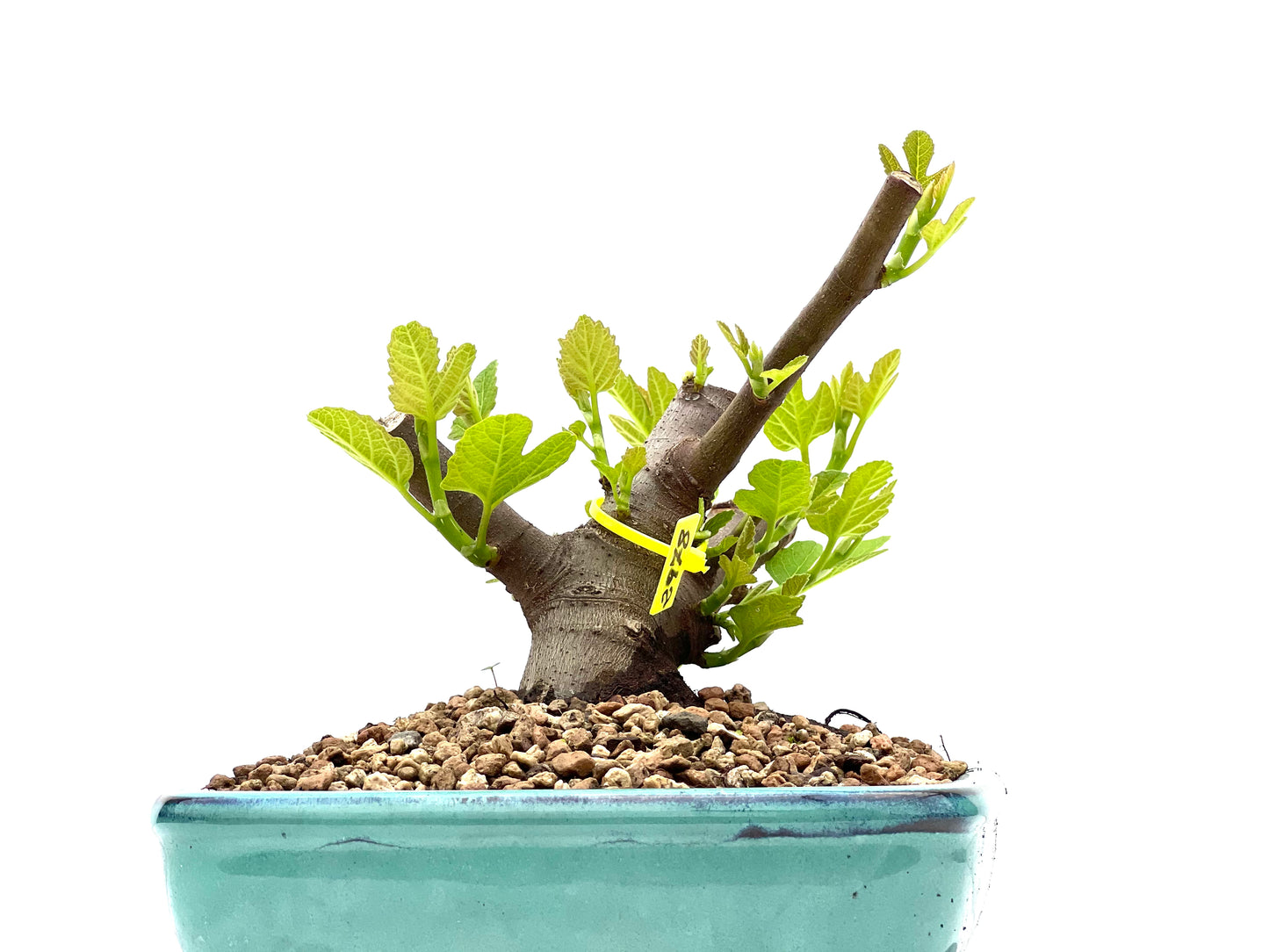 Ficus Carica 2978