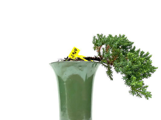 Juniperus Procumbens Nana 2969