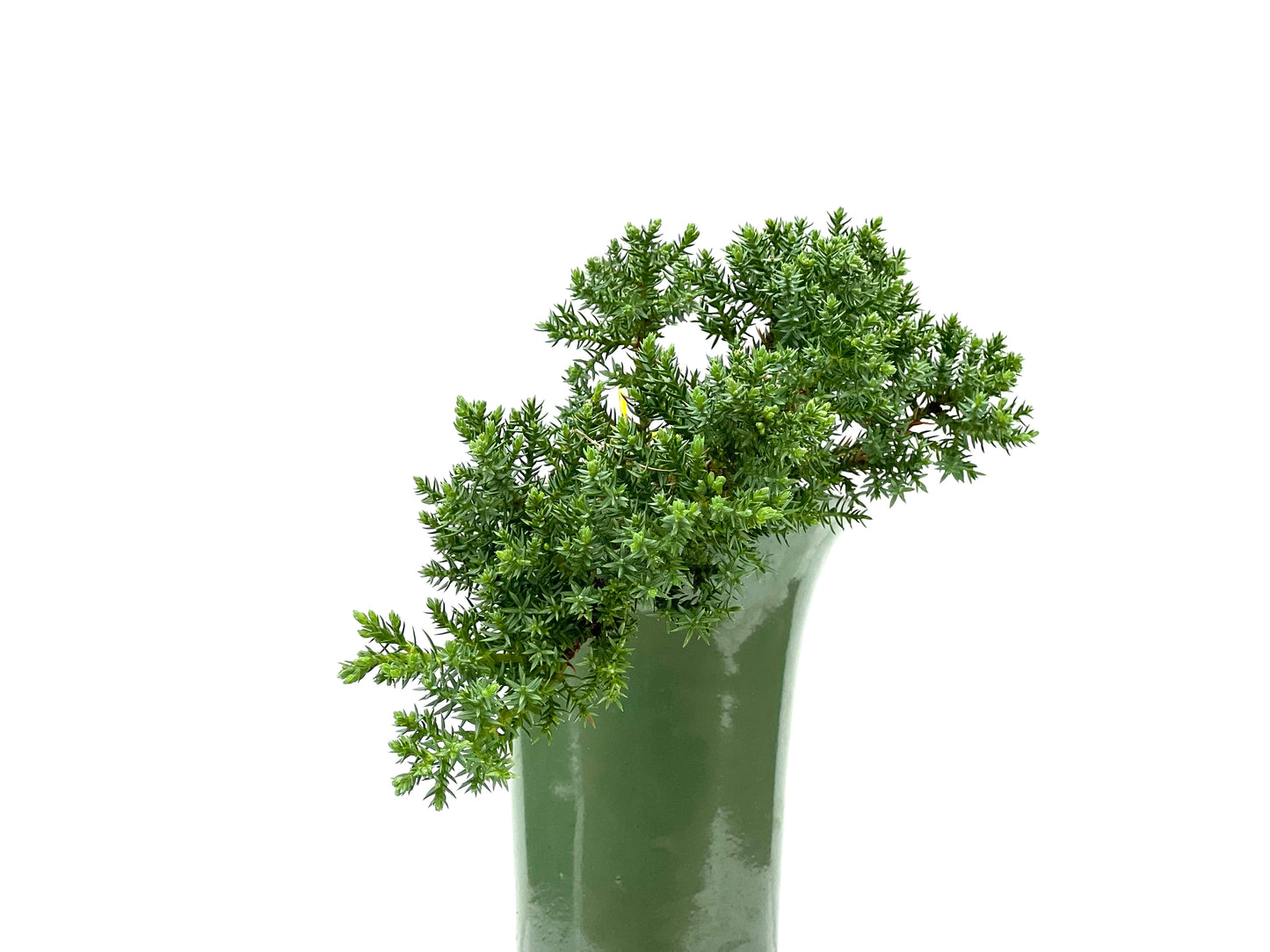 Juniperus Procumbens Nana 2969