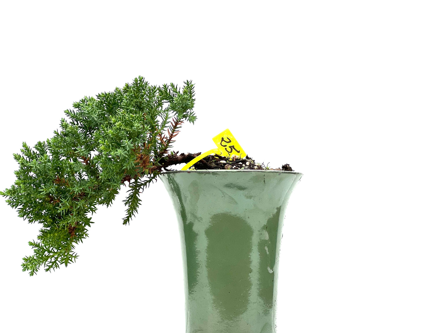 Juniperus Procumbens Nana 2969