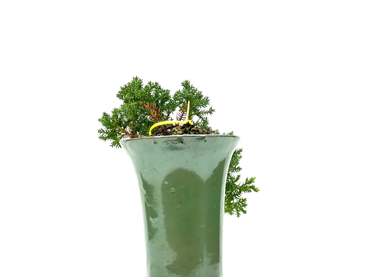 Juniperus Procumbens Nana 2969