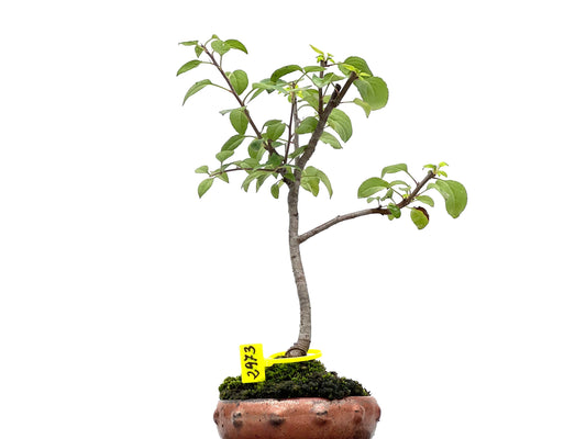 Malus Sylvestris 2973