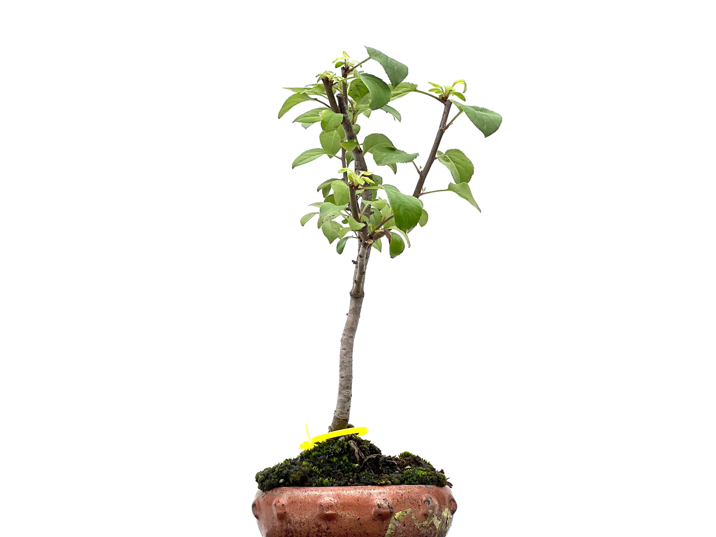 Malus Sylvestris 2973