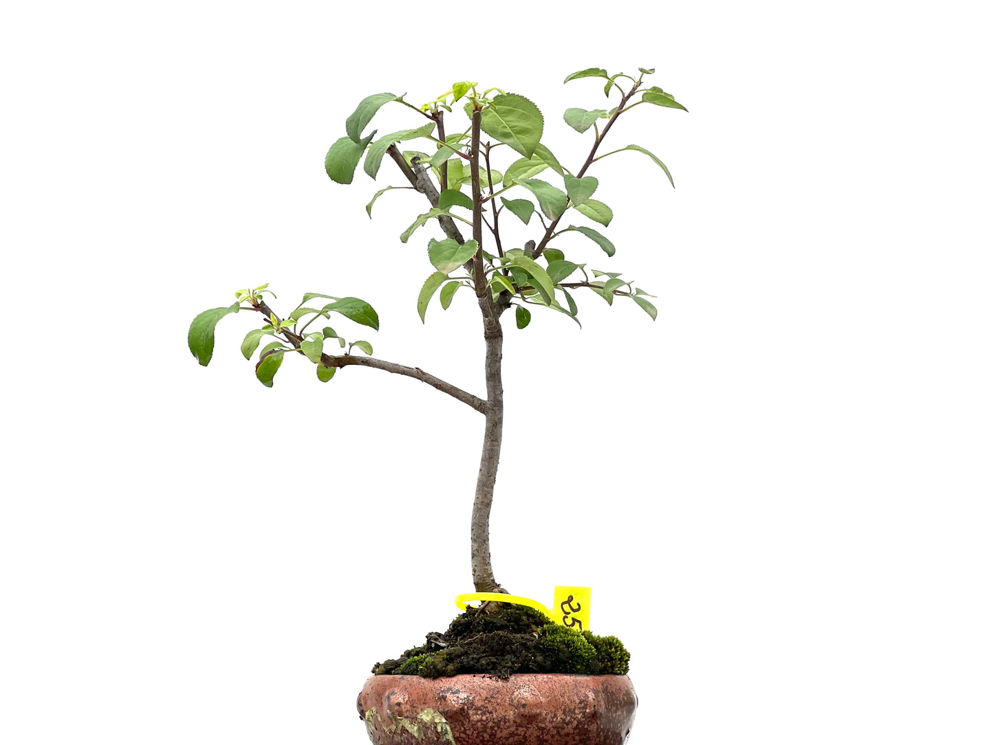 Malus Sylvestris 2973