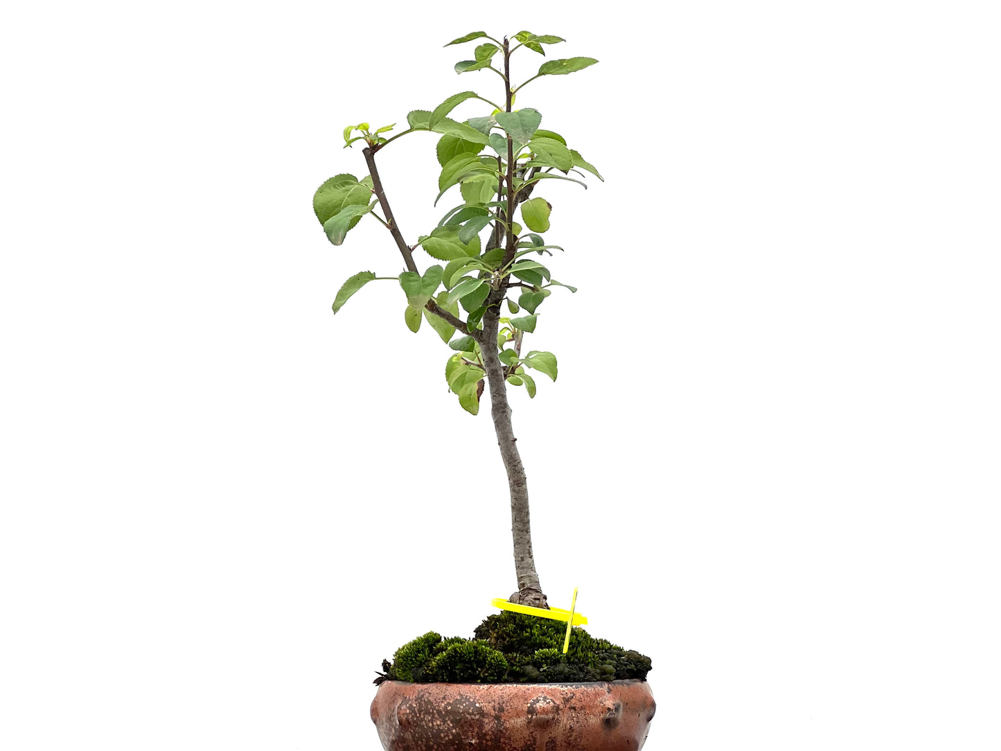 Malus Sylvestris 2973