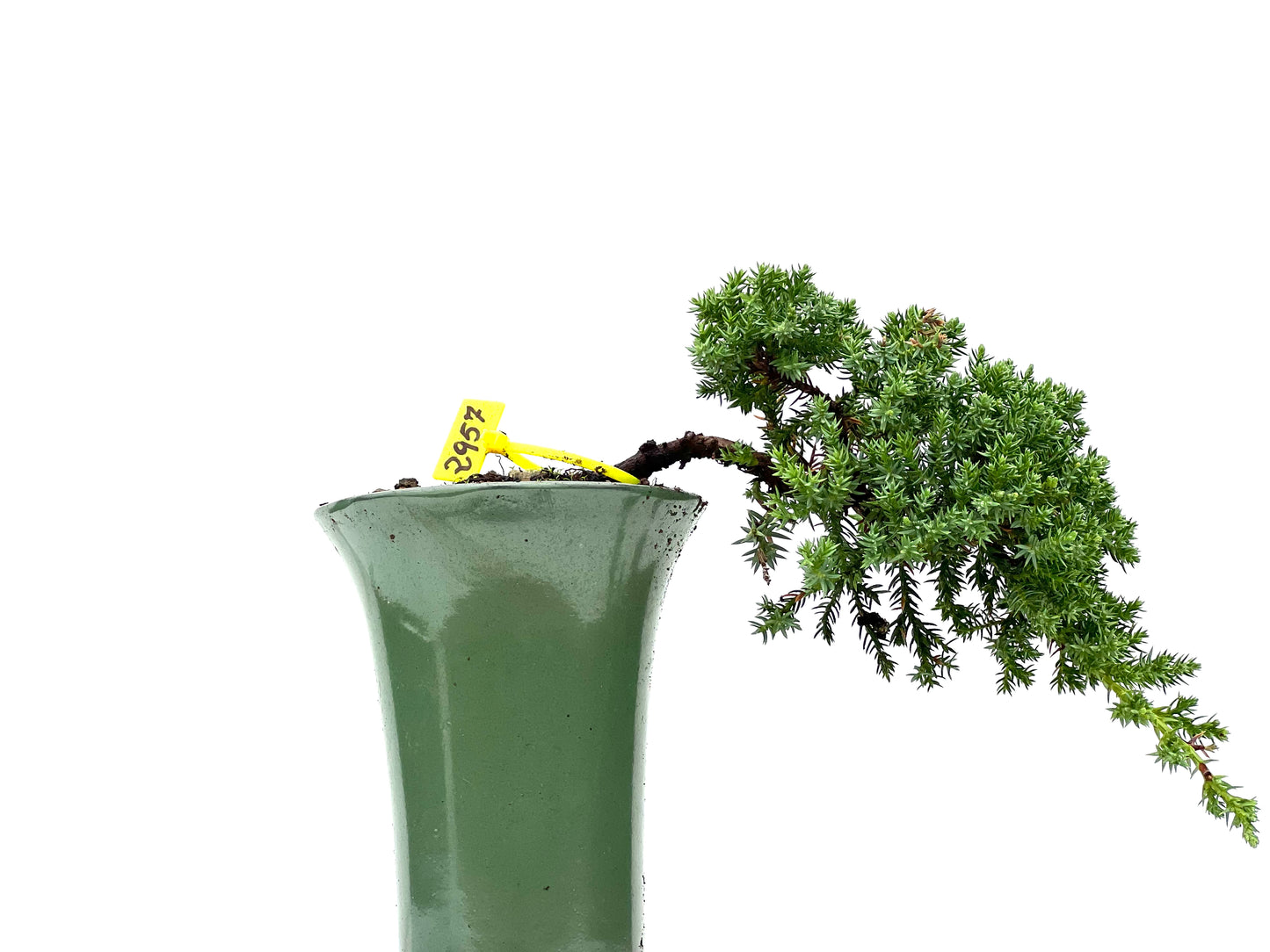 Juniperus Procumbens Nana 2957