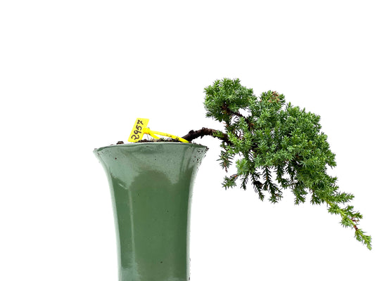 Juniperus Procumbens Nana 2957