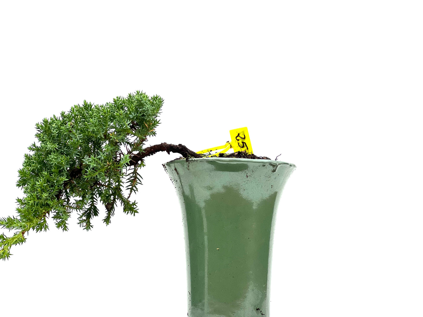 Juniperus Procumbens Nana 2957