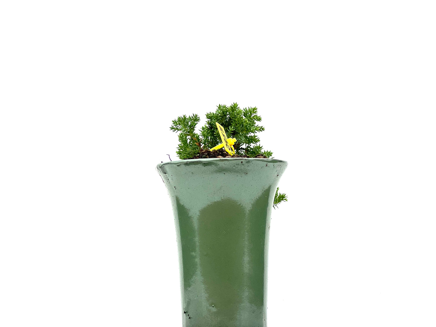 Juniperus Procumbens Nana 2957