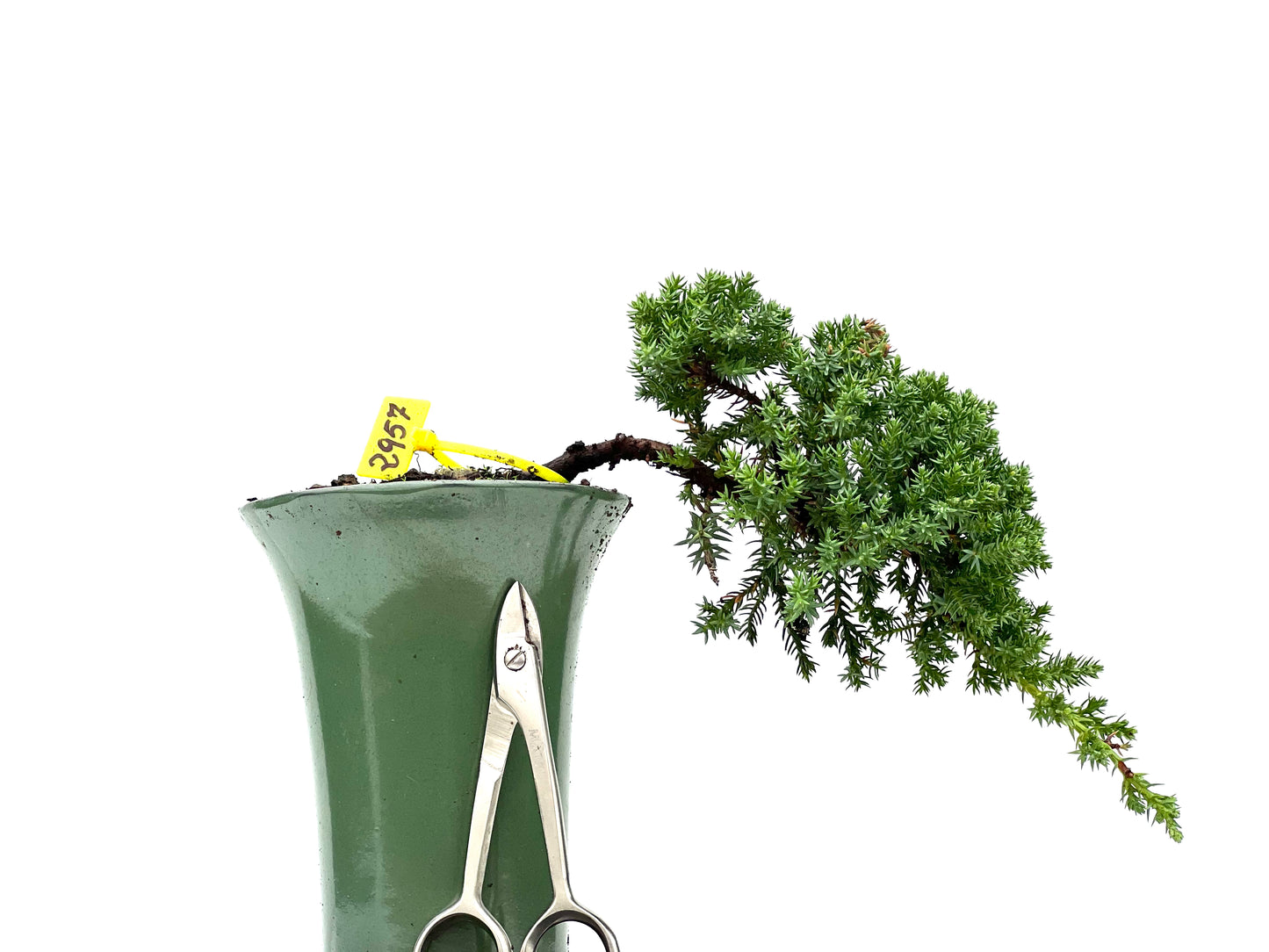 Juniperus Procumbens Nana 2957