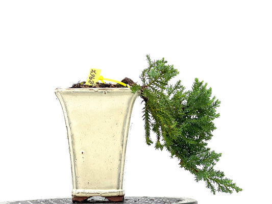 Juniperus Procumbens Nana 2967
