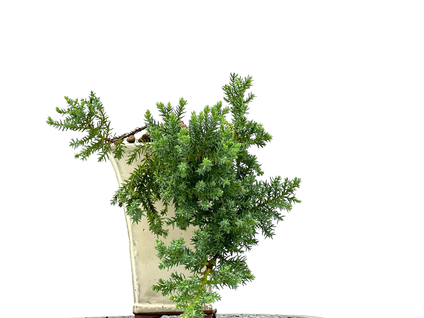 Juniperus Procumbens Nana 2967