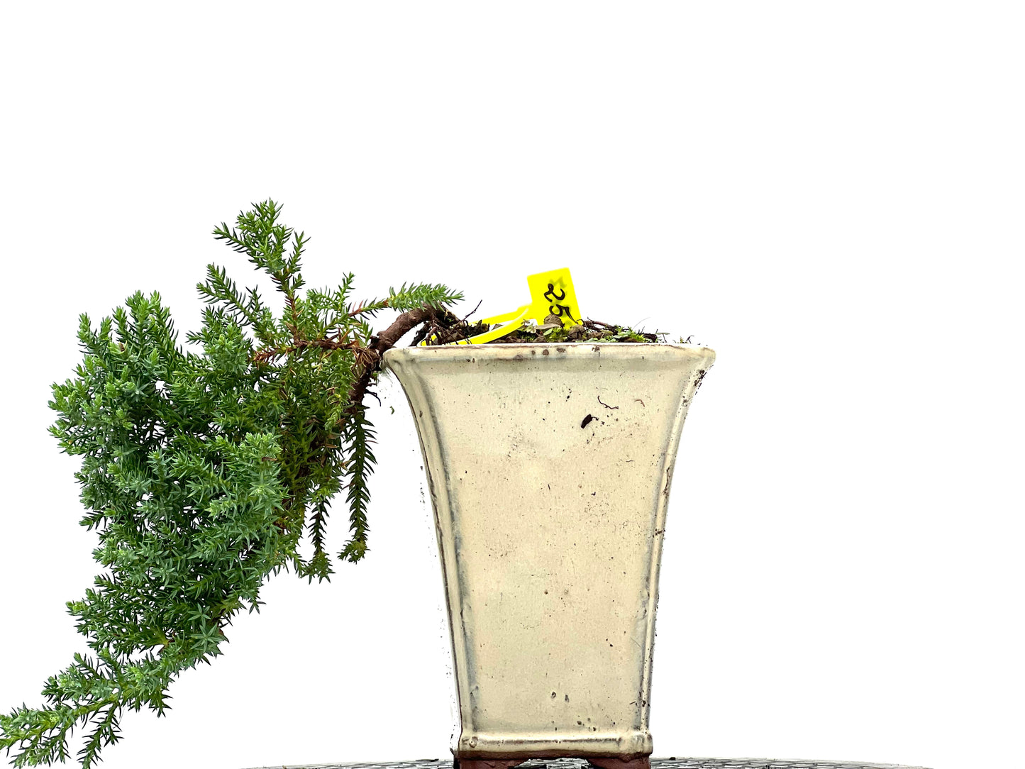 Juniperus Procumbens Nana 2967