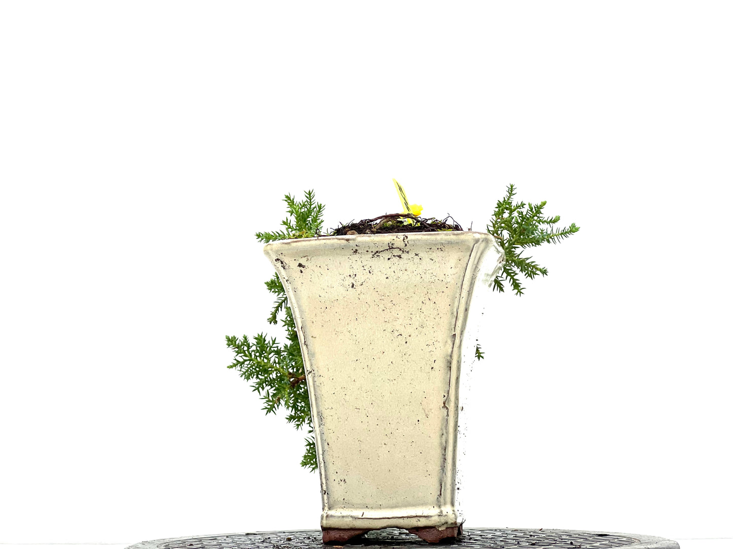 Juniperus Procumbens Nana 2967