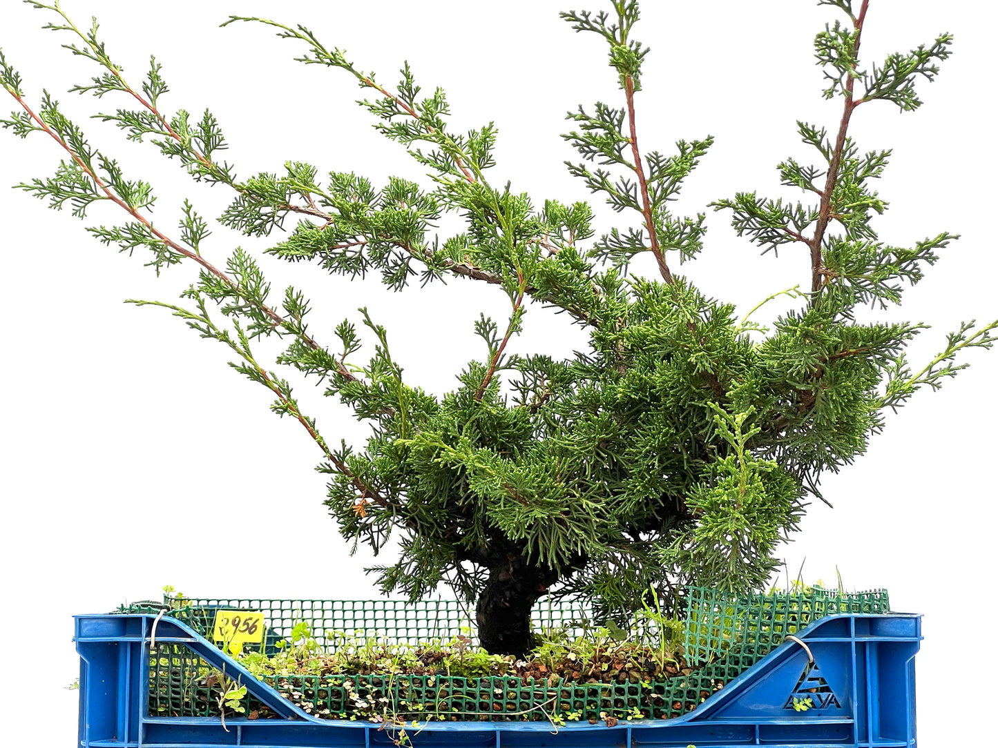 Juniperus Chinensis Itoigawa 2956