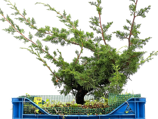 Juniperus Chinensis Itoigawa 2956