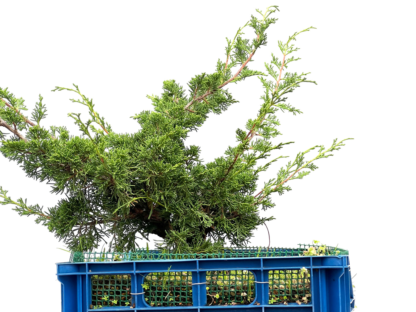 Juniperus Chinensis Itoigawa 2956