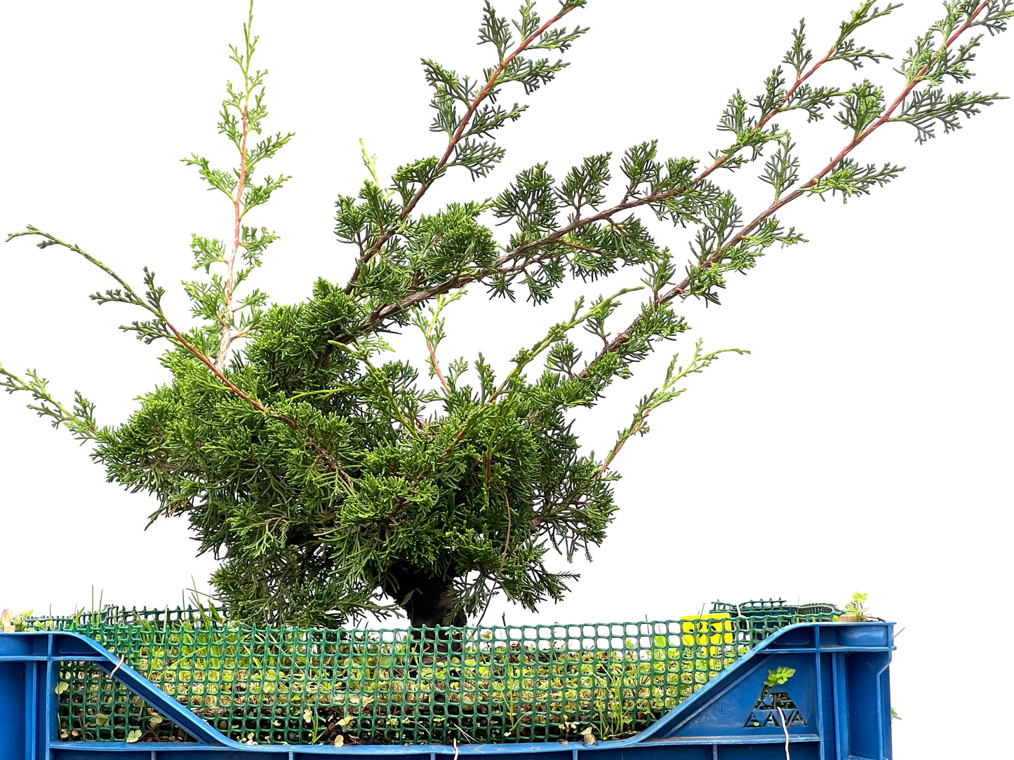 Juniperus Chinensis Itoigawa 2956