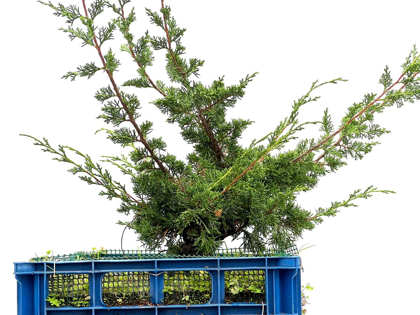 Juniperus Chinensis Itoigawa 2956