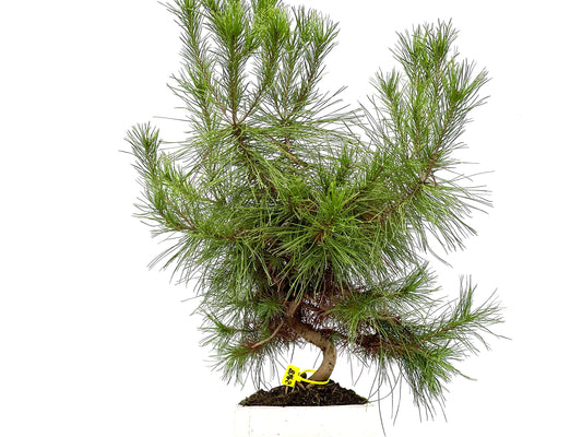 Pinus Halepensis 2968