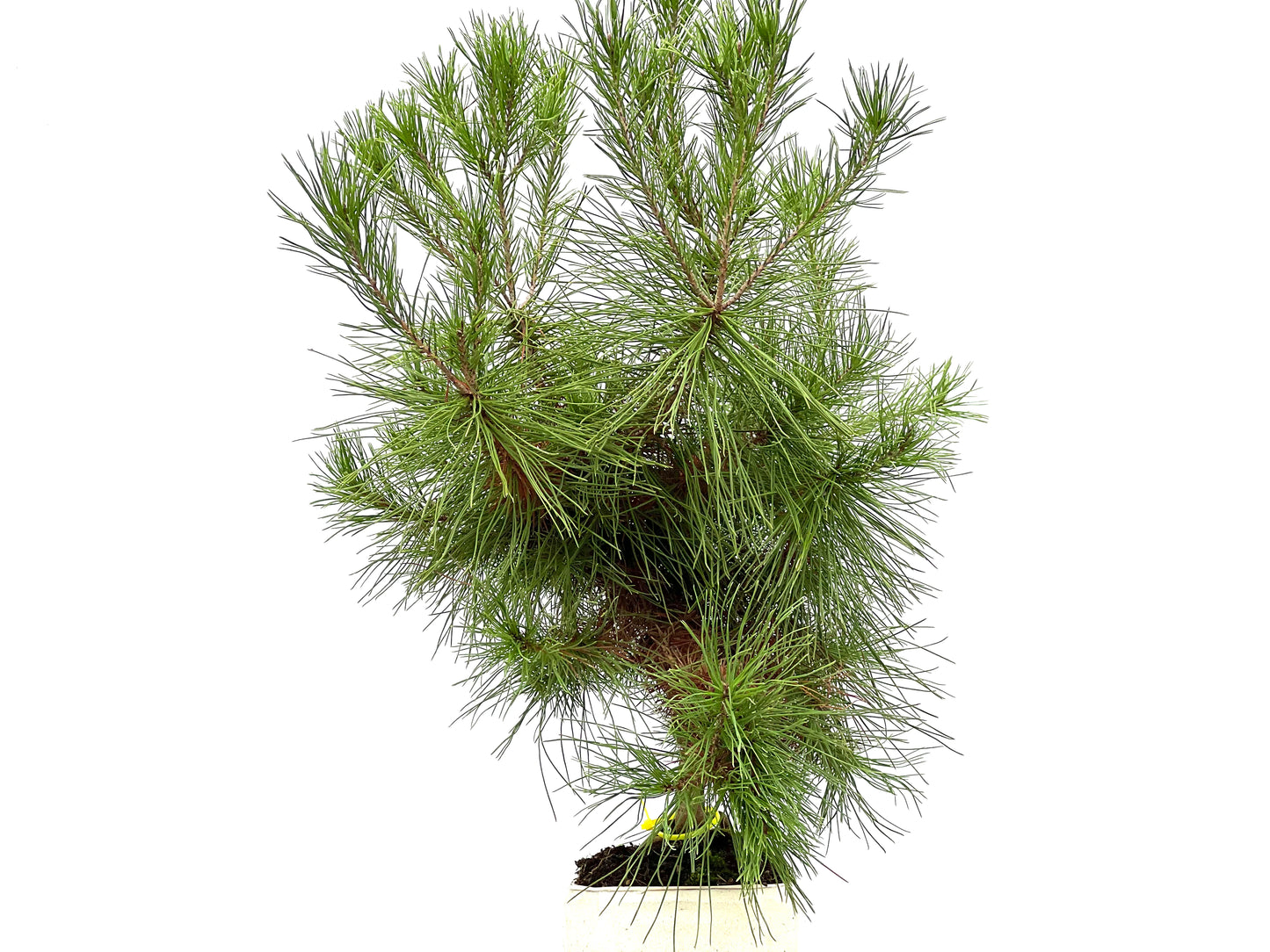 Pinus Halepensis 2968