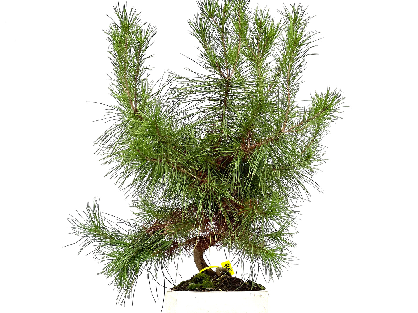 Pinus Halepensis 2968