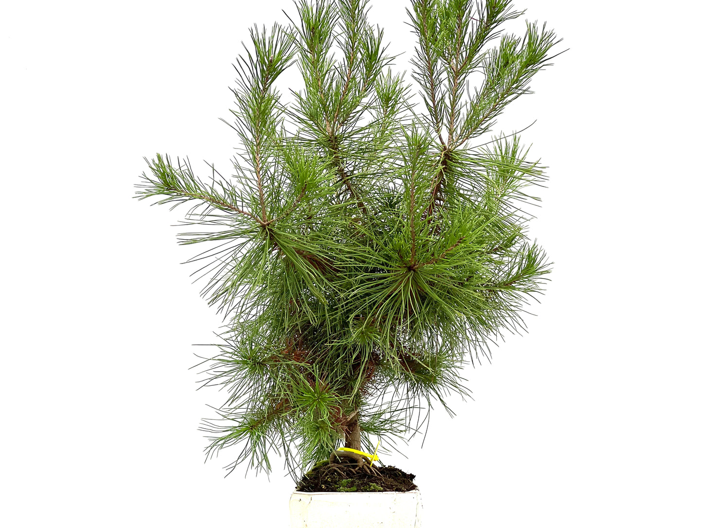 Pinus Halepensis 2968